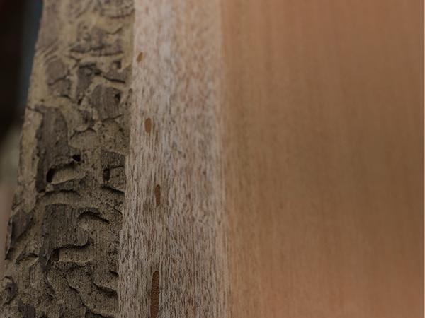Slabs & Burls - Mahogany