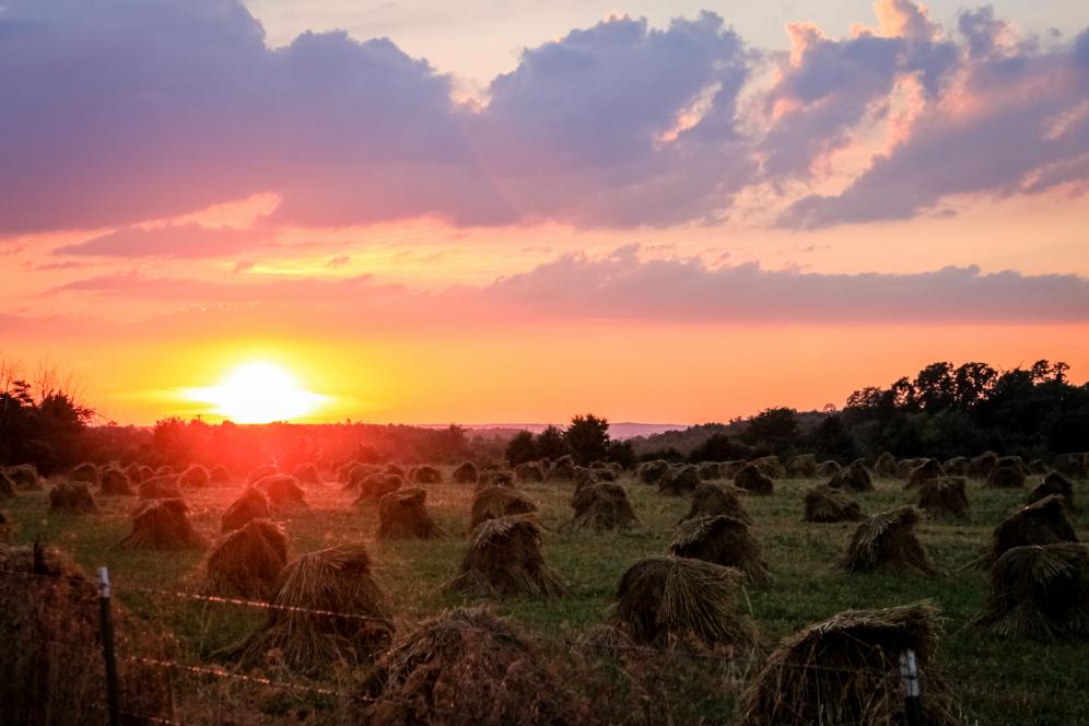 Amish Field