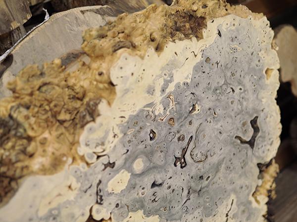 Specialty Wood - Burls and Slabs