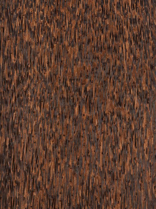 Coconut Palm
