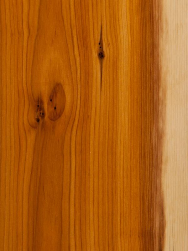English Yew