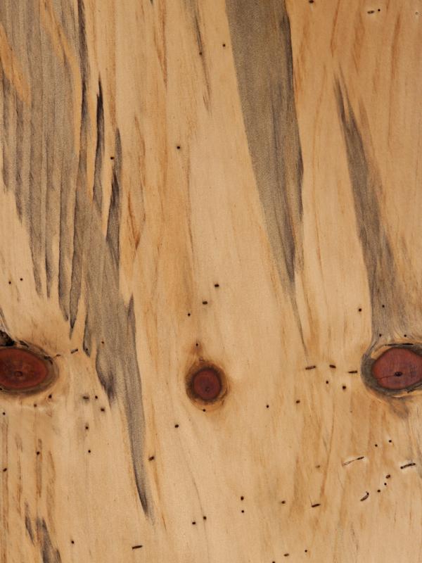 Norfolk Island Pine