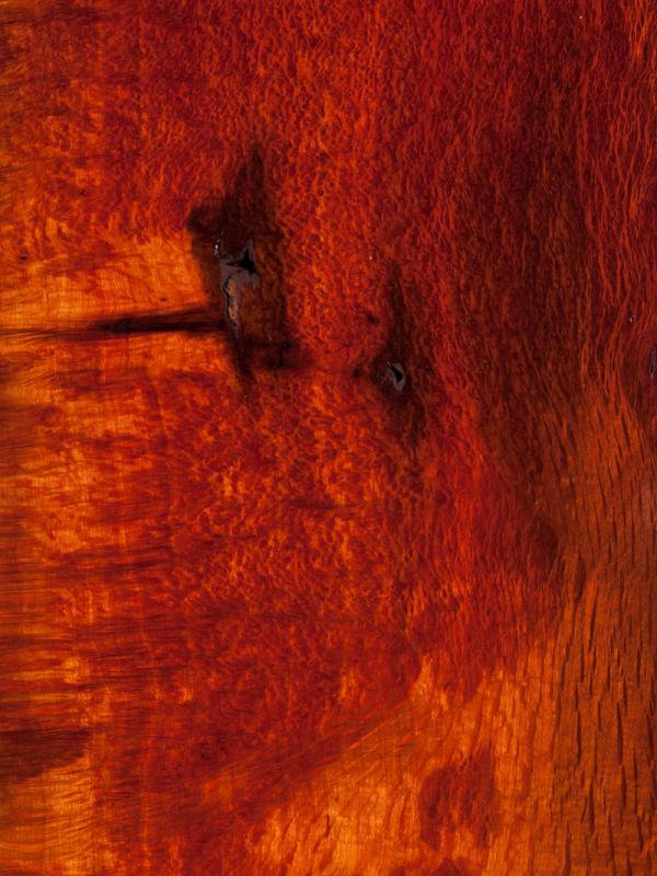 Sheoak