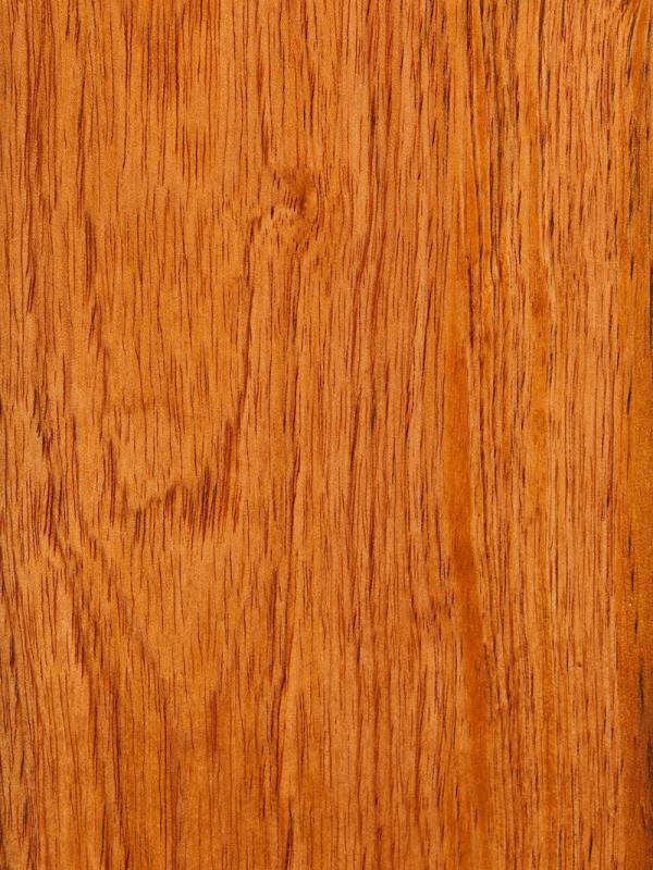 Spanish Cedar