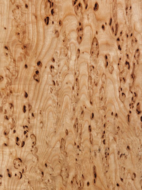 Ash Ingrown Bark