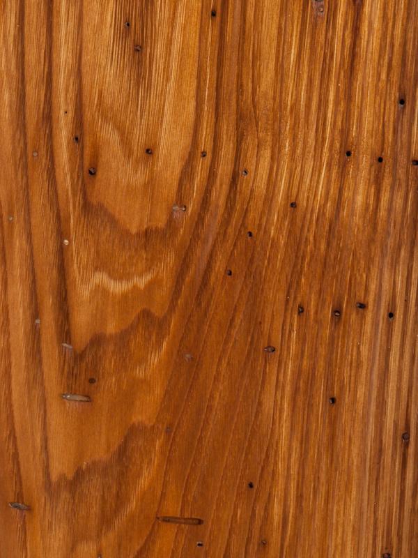 Chestnut Wormy