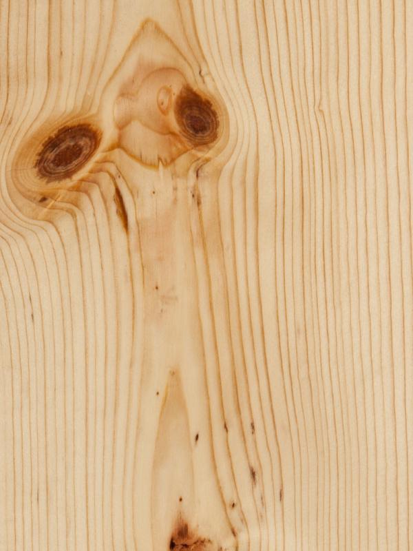 Ponderosa Pine