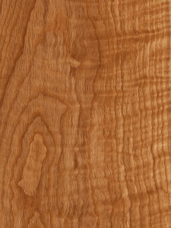 White Oak Curly
